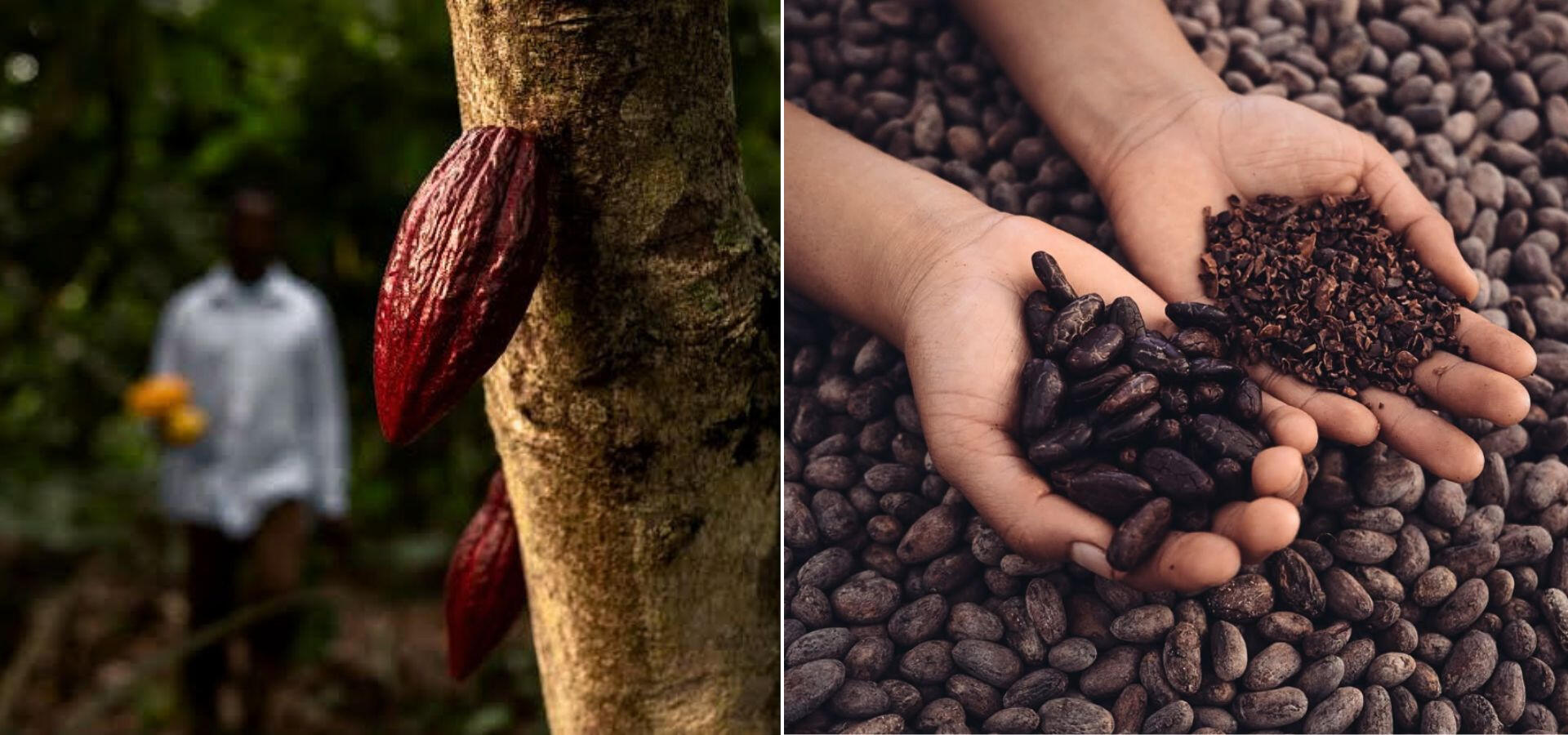 fruto-cacau-amendoas-nibs-cacau-origem.jpg Imagem dividida ao meio exibindo um fruto de cacau amarelo maduro no cacaueiro à esquerda e mãos segurando amêndoas descascadas e nibs de cacau de origem à direita.