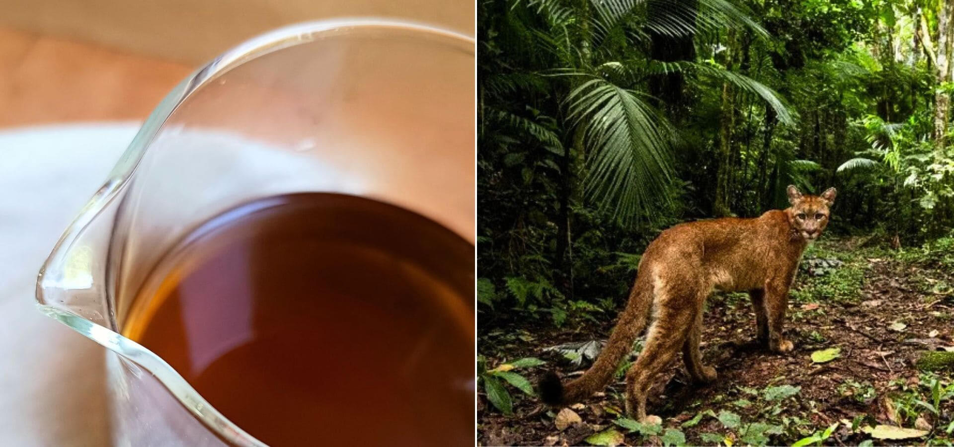 Infusao de Cha Especial do Vale do Ribeira e Suçuarana na Mata Atlantica. Imagem dividida ao meio. À esquerda, detalhe aproximado de uma jarra de vidro com infusão de chá especial de tom âmbar. À direita, uma suçuarana caminhando na vegetação preservada da Mata Atlântica.