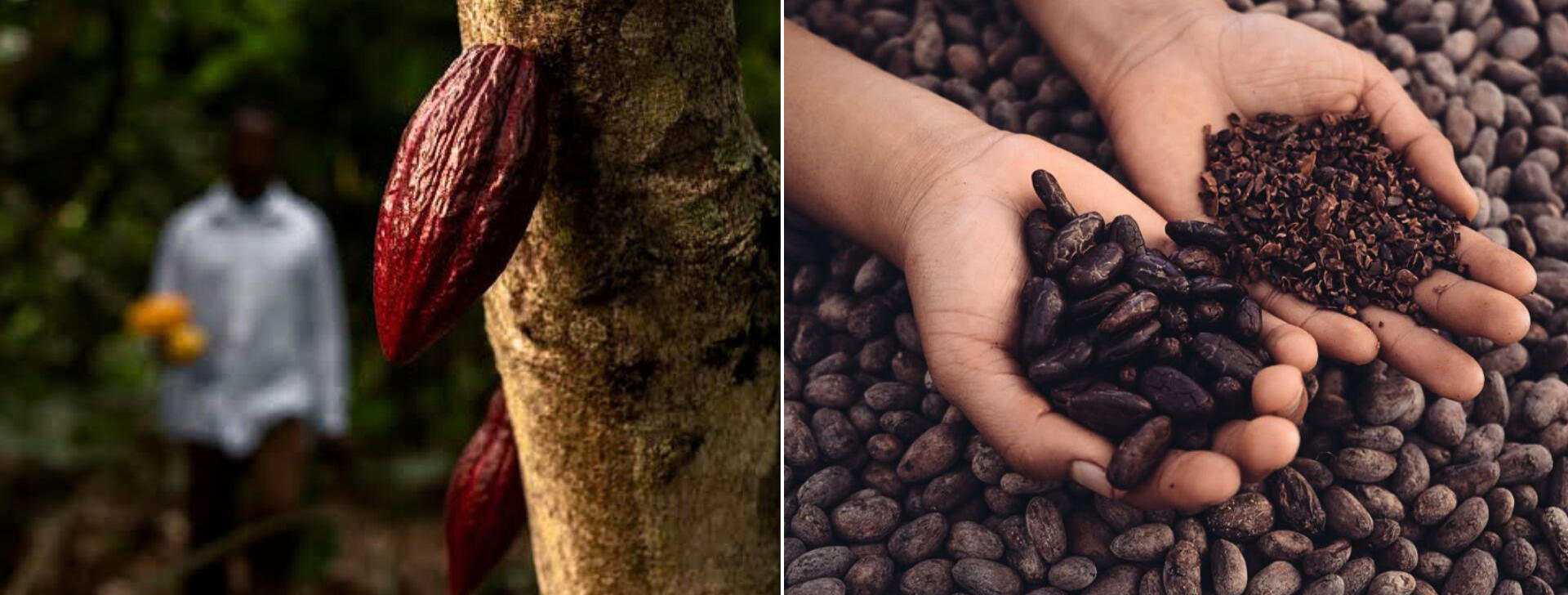 fruto-cacau-amendoas-nibs-cacau-origem.jpg Imagem dividida ao meio exibindo um fruto de cacau amarelo maduro no cacaueiro à esquerda e mãos segurando amêndoas descascadas e nibs de cacau de origem à direita.