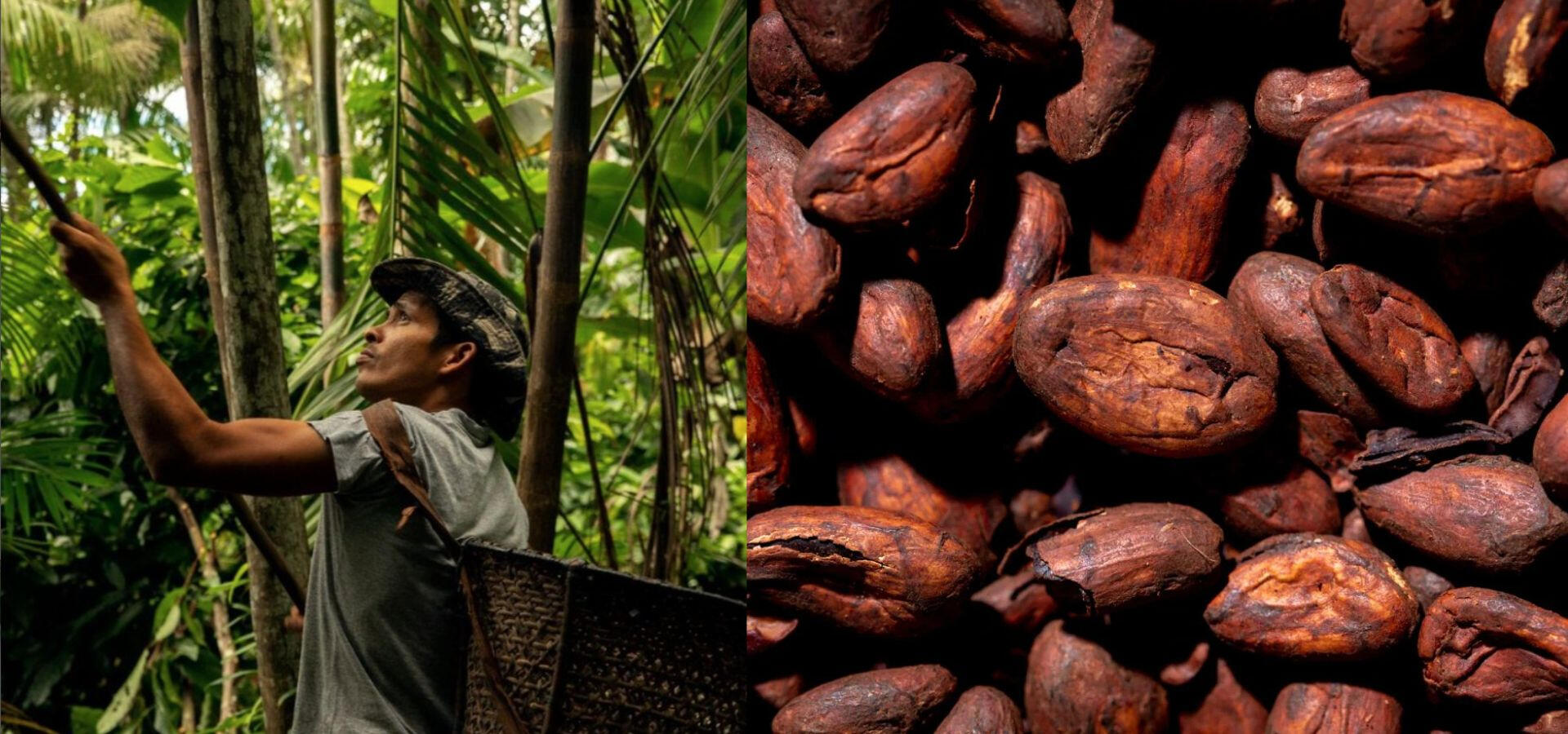 chocolate-bean-to-bar-amazonia-origem-omicha.jpg Mosaico de duas imagens mostra do lado direito, homen da amazônia coletando frutos na floresta, do lado esquerdo amândoas de cacau da amazônia.