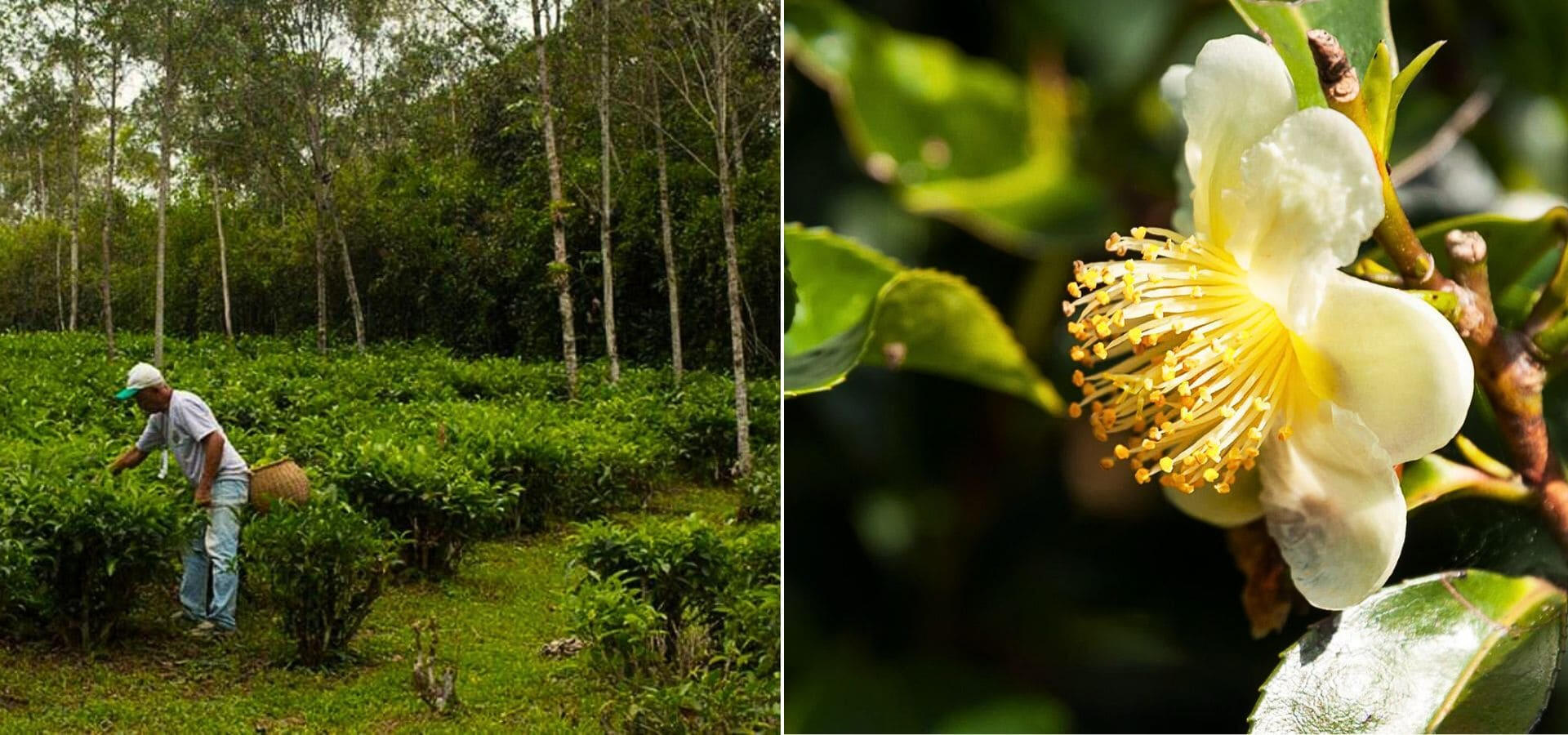 Cultivo Agroflorestal de Chá Especial no Vale do Ribeira | OMICHA Díptico exibindo o cultivo agroflorestal de chá especial no Vale do Ribeira com produtor colhendo folhas à mão e close macro da flor branca da Camellia sinensis.
