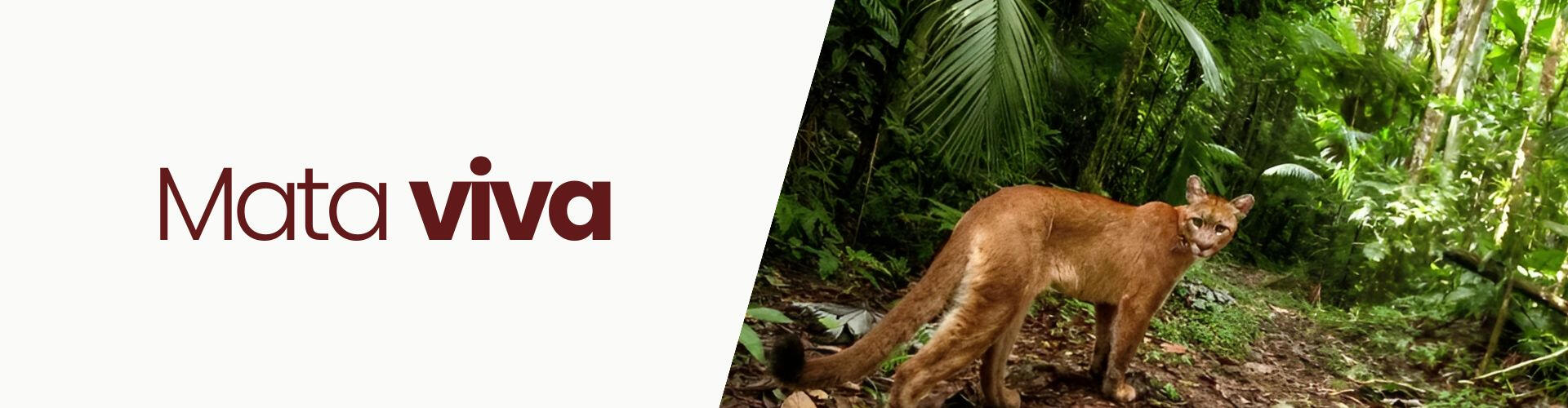 preservacao-biodiversidade-mata-atlantica-omichas.jpg Banner gráfico com a frase Escolhas conscientes, Mata em pé ao lado da imagem de uma suçuarana caminhando na vegetação nativa da Mata Atlântica.